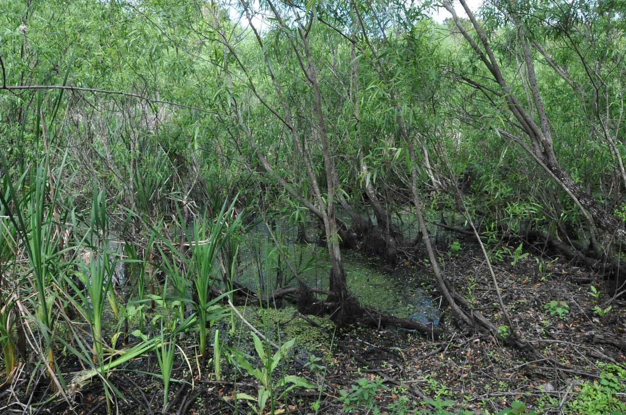 THIS IS A PEAT BOG ACCIDENTALLY DISCOVERED IN 1982 WHICH PRESERVED THE BURIALS OF NATIVE AMERICANS 7,000 TO 8,000 YEARS AGO.  IT IS LOCATED IN DENSE WOODS AND HARD TO FIND BUT LOCALS WHO ARE PROUD OF THE SITE WILL HELP YOU FIND IT.