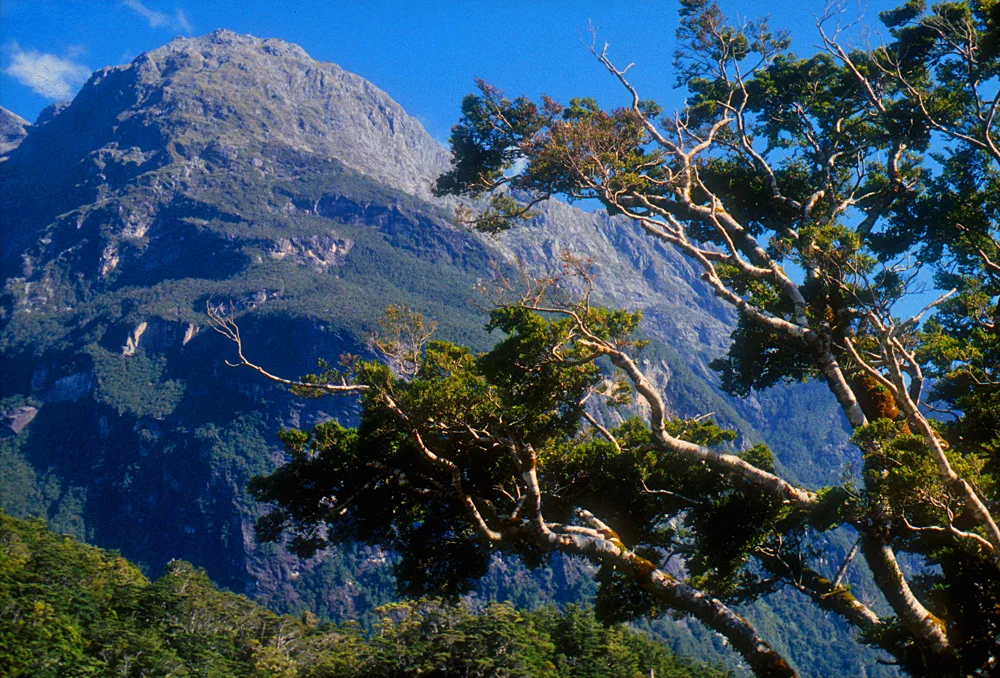 Milford Sheerdown Peak.jpg